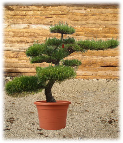 Bonsaï d'extérieur Pinus Thunbergi