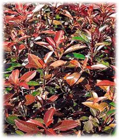 Arbustes Persistants Photinia Red Robin