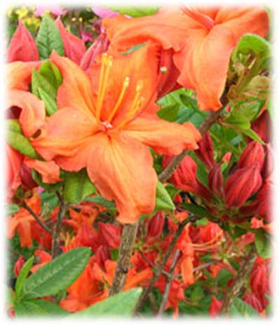 Azalées Mollis Gibraltar ©