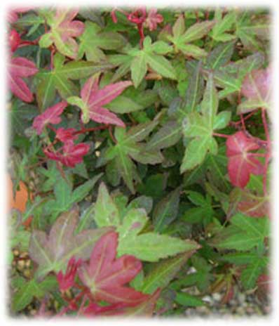 Érables du Japon Palmatum Beni Hime