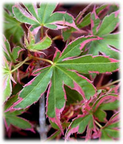 Érables du Japon Palmatum Beni Schichihenge