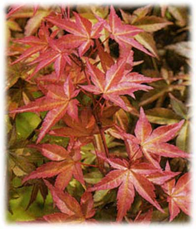 Érables du Japon Palmatum Deshojo