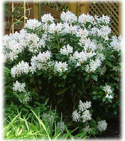 Rhododendrons