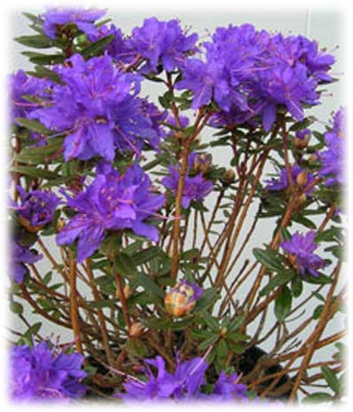 Rhododendrons Gletschernach ©