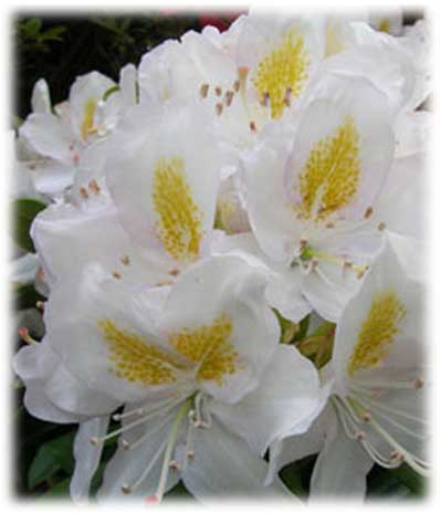 Rhododendrons Madame Masson ©