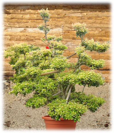 Bonsaï d'extérieur Osmanthus Heterophyllus