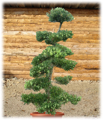 Bonsaï d'extérieur Podocarpus Macrophyllus