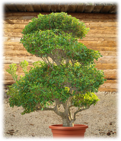 Bonsaï d'extérieur Enkianthus Perulatus