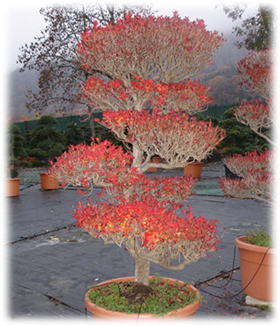 Enkianthus
