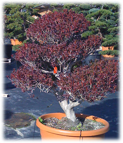 Bonsaï d'extérieur Enkianthus