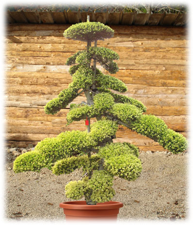 Bonsaï d'extérieur Ilex Crenata Kimme