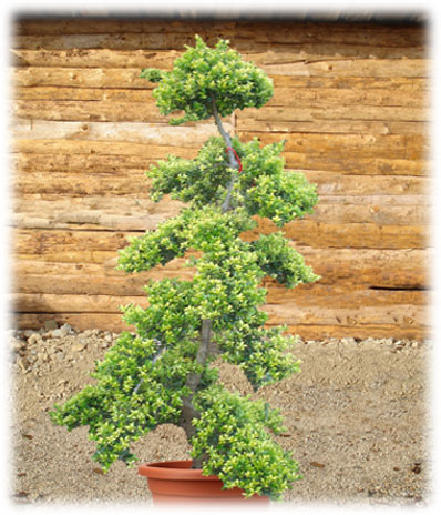 Ilex
