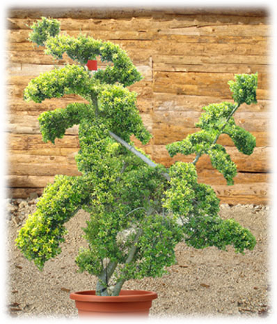 Bonsaï d'extérieur Ilex Crenata Kimme