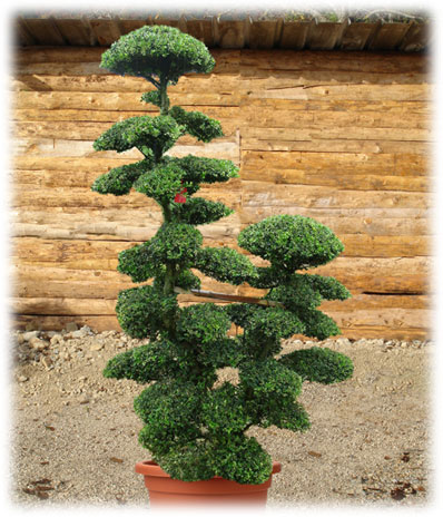 Bonsaï d'extérieur Ilex Crenata Kimme