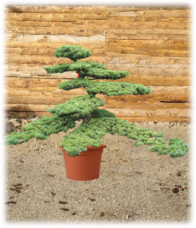 Bonsaï d'extérieur Pinus Pentaphylla