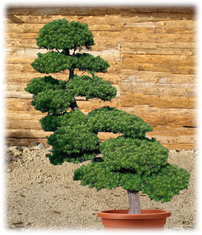 Bonsaï d'extérieur Taxus Cuspidata