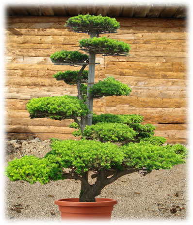 Taxus