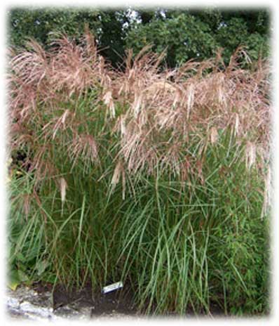 Miscanthus