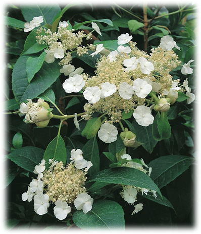 Travers Hortensia Hydrangea Seemanii ©