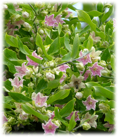 Travers Arauja Sericofera ©