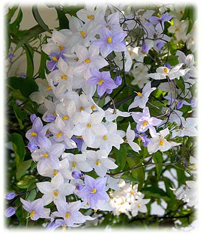 Travers Solanum Jasmanoides ©