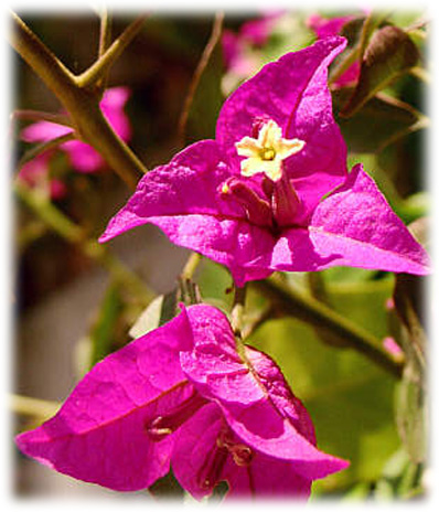 Bougainvillers