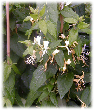 Travers Chévrefeuilles Lonicera Devalayi ©