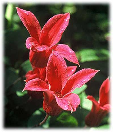 Travers Clématites Texensis Gravetye Beauty ©