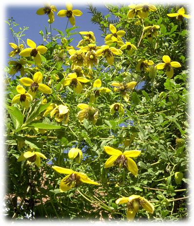 Travers Clématites Golden Tiara Kugotia ©