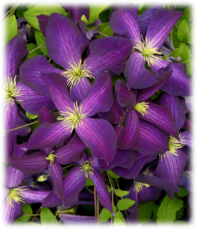 Travers Clématites Jackmani Purpurea Zojapur ©