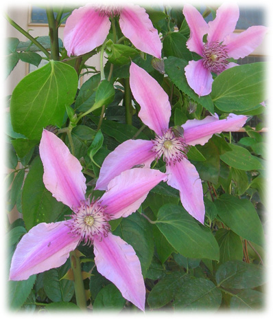 Travers Clématites Saphyra Double Rose cheminov29 ©