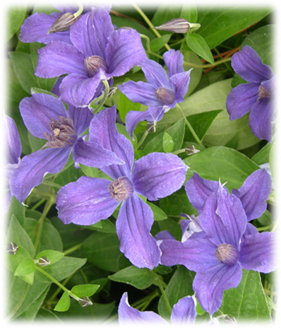 Travers Clématites Saphyra Indigo cheminov51 ©