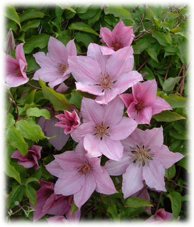 Travers Clématites Summer Dream ©