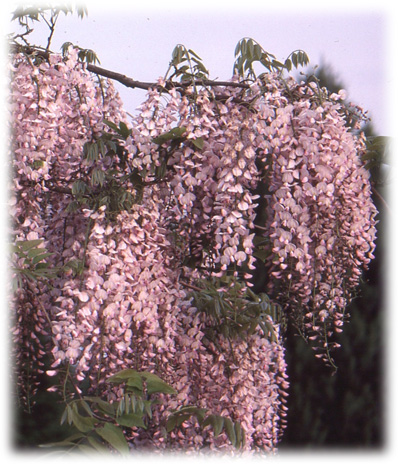 Travers Glycines Du Japon Pink Ice ©