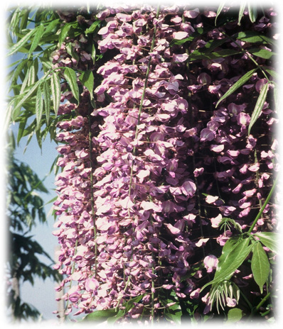 Travers Glycines Du Japon Royal Purple ©