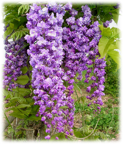 Travers Glycines Du Japon Violacea Plena ©