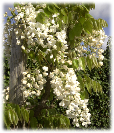 Travers Glycines Venusta ©