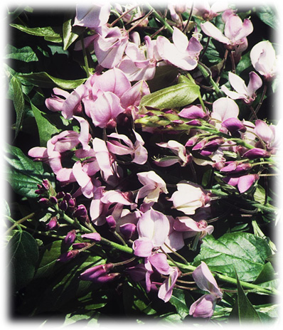 Travers Glycines Venusta Rosea ©