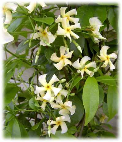 Travers Jasmins Trachelospermum Asiaticum ©