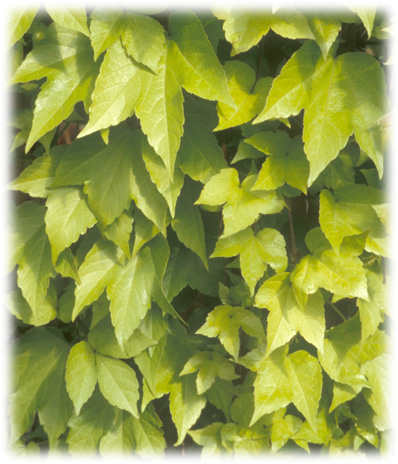 Vigne Vierge