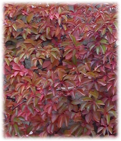 Travers Vigne Vierge Parthenocissus Henryana ©
