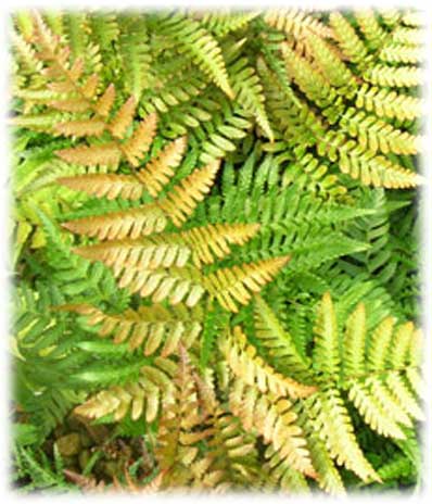 Fougères Dryopteris Erythrosora