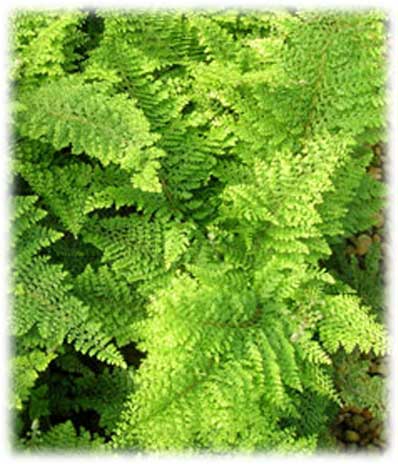 Fougères Polystichum Setiferum Plumo