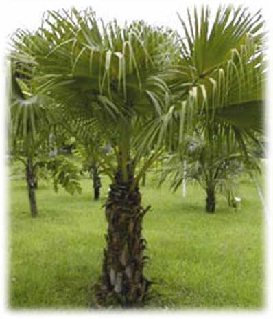 Palmiers Livinstona