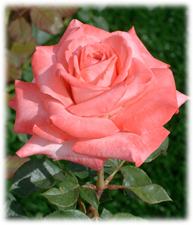 Grandes Fleurs