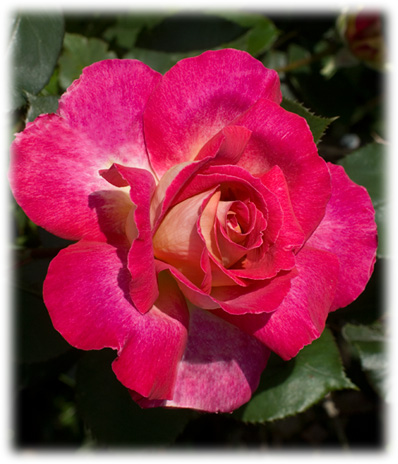 Meilland Rosiers Grandes Fleurs Bolchoï ©