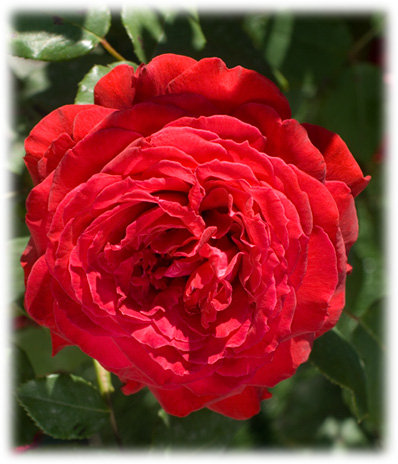 Meilland Rosiers Grandes Fleurs Botero ©