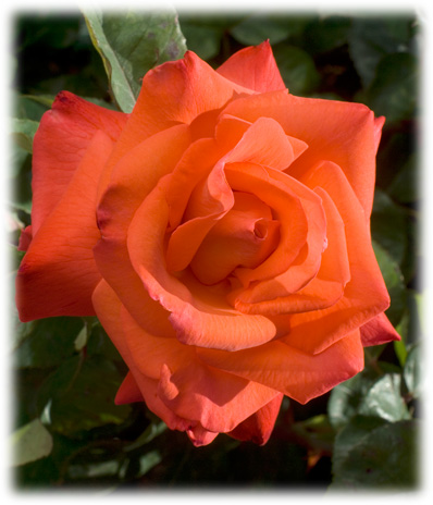 Meilland Rosiers Grandes Fleurs Cristophe Colomb ©