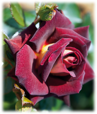 Meilland Rosiers Grandes Fleurs Eddy Mitchell ©