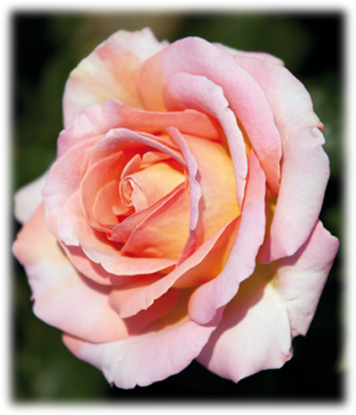 Meilland Rosiers Grandes Fleurs Elle ©